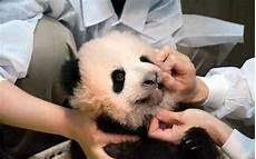 东京猫猫第二季下
